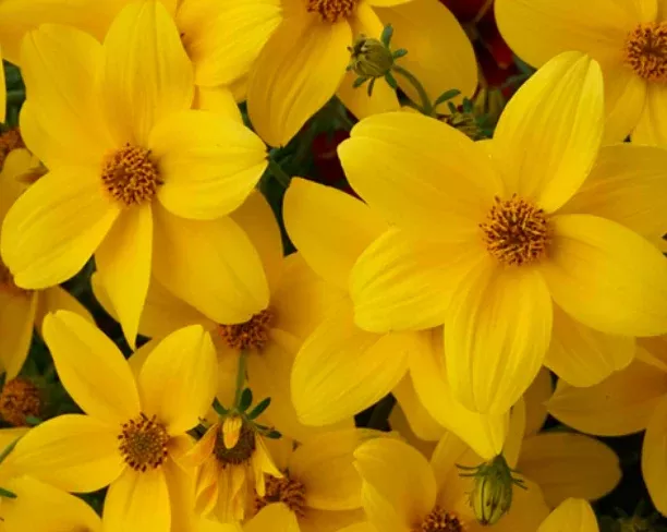 Bidens ferulifolia 'Namid Compact Yellow' – Bidens