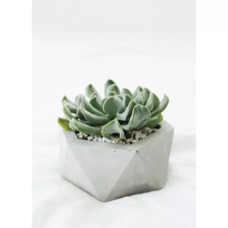 Big Hexagon Concrete Planter