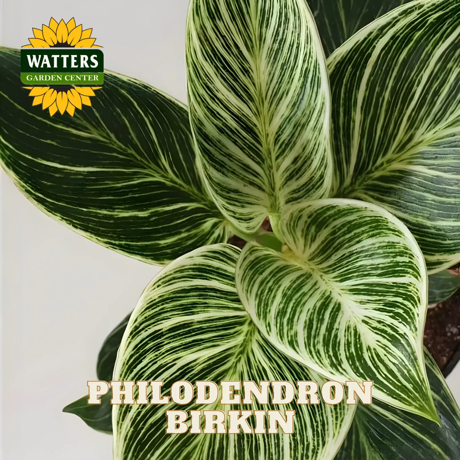 BIRKIN PPHILODENDRON 6in