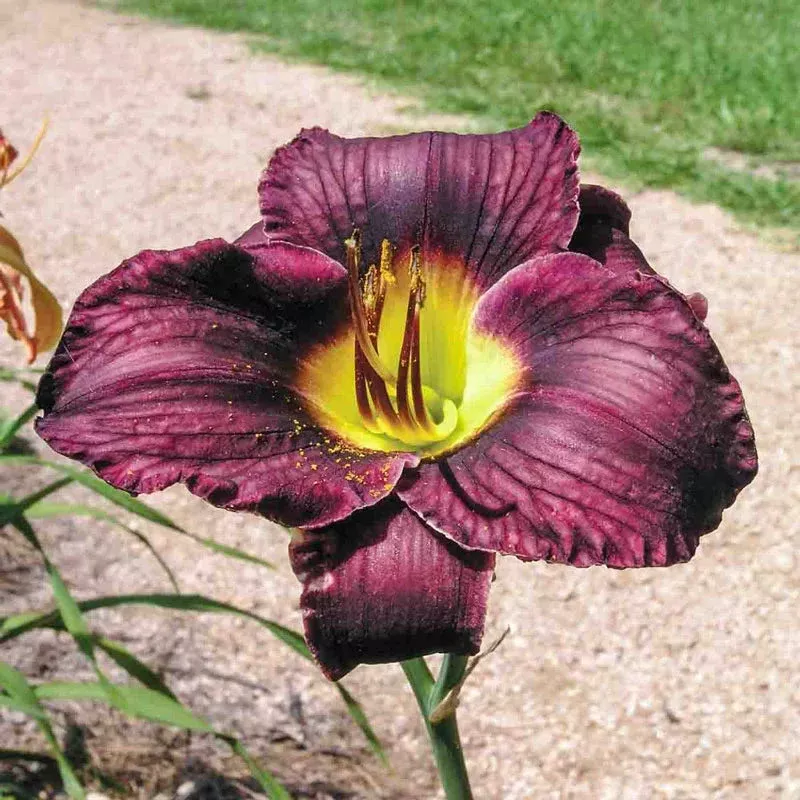 Black Ambrosia Reblooming Daylily