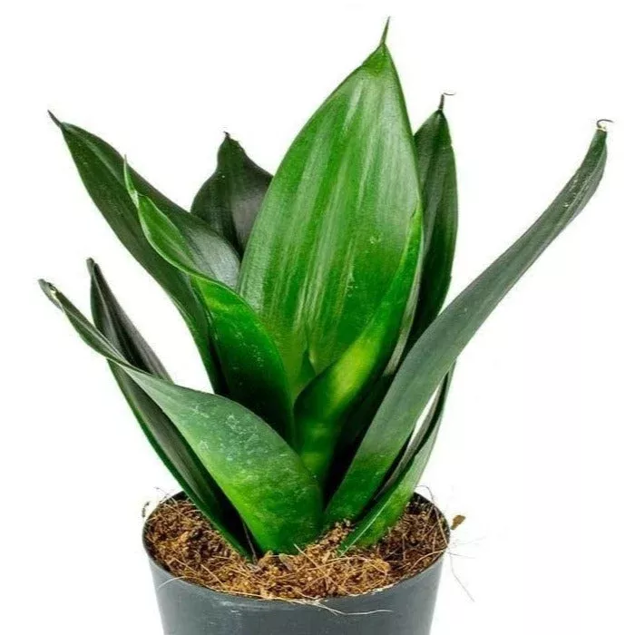 Black Dragon Snake Plant