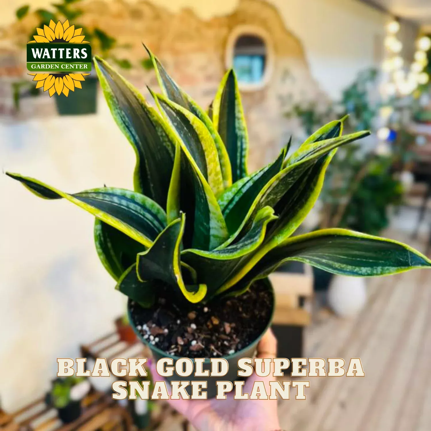 BLACK GOLD SUPERBA SNAKE PLANT 6in