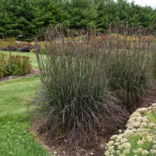 Black Hawks Big Bluestem
