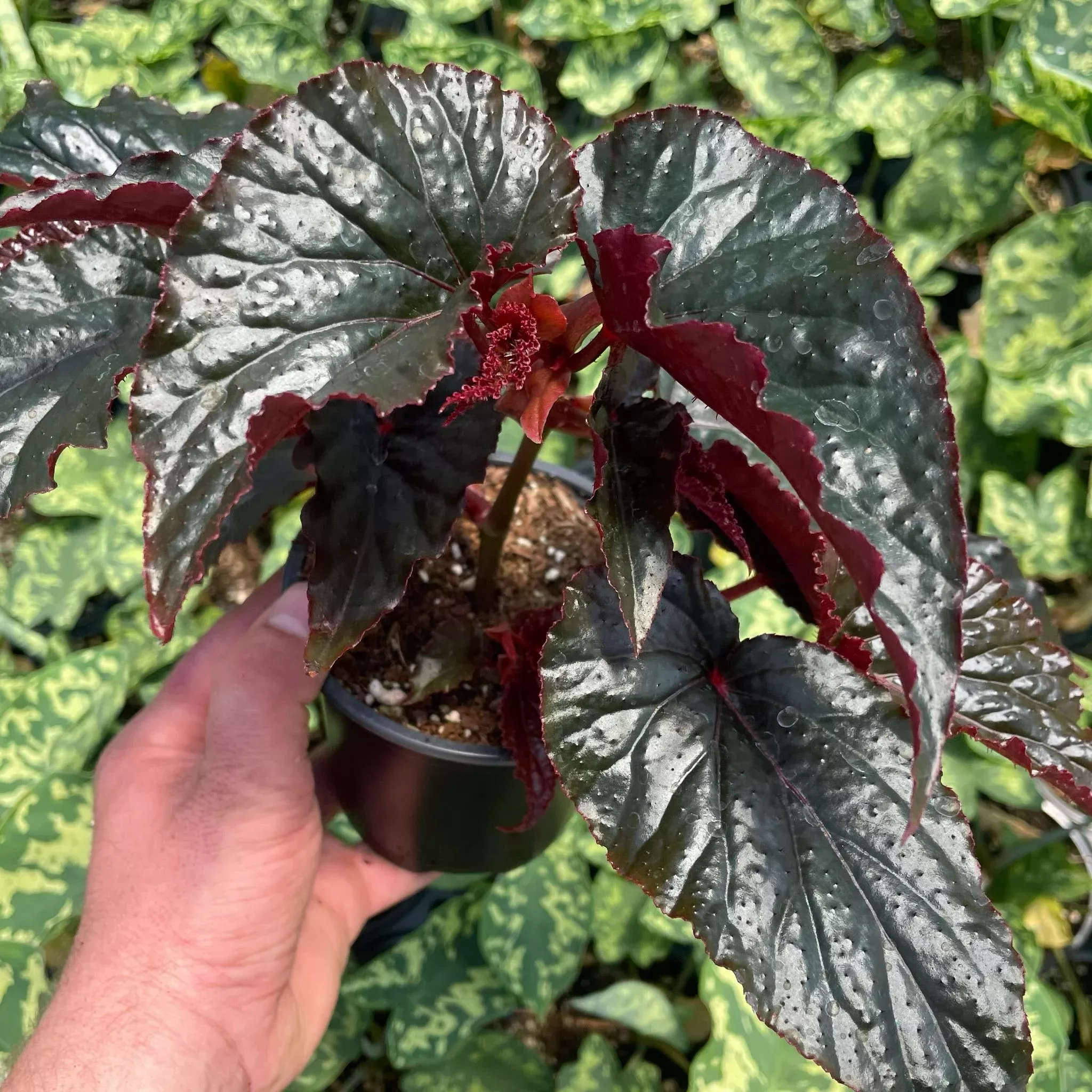 BLACK MAGIC BEGONIA 6in