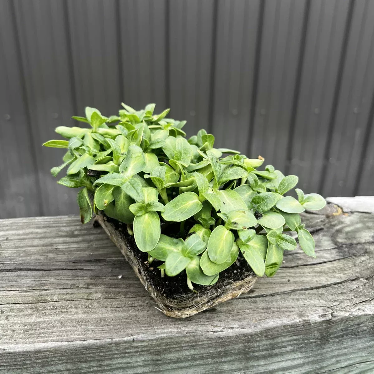 Black Oil Sunflower Microgreens