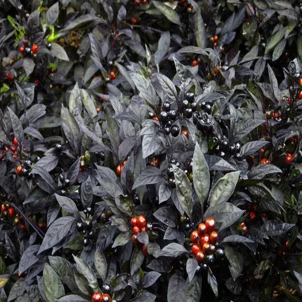 Black Pearl Ornamental Pepper