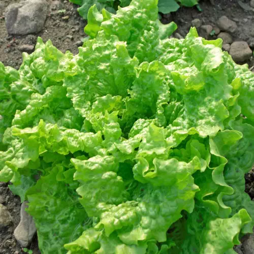 Black-Seeded Simpson Lettuce Seeds - (Lactuca sativa)