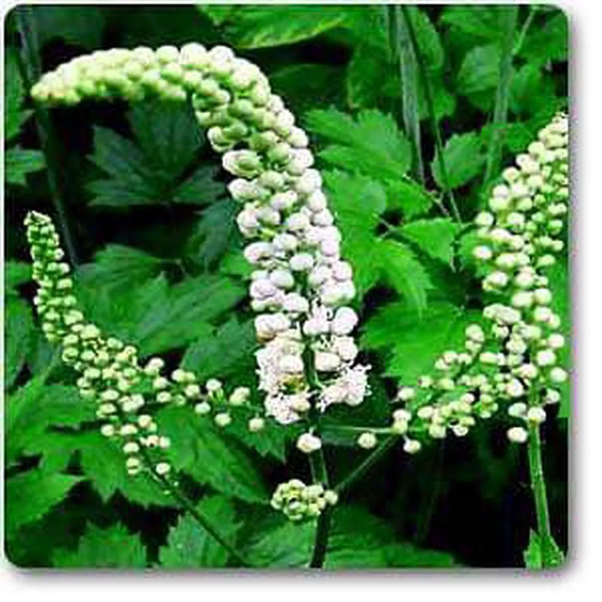 Blackcohosh 8211 Plant