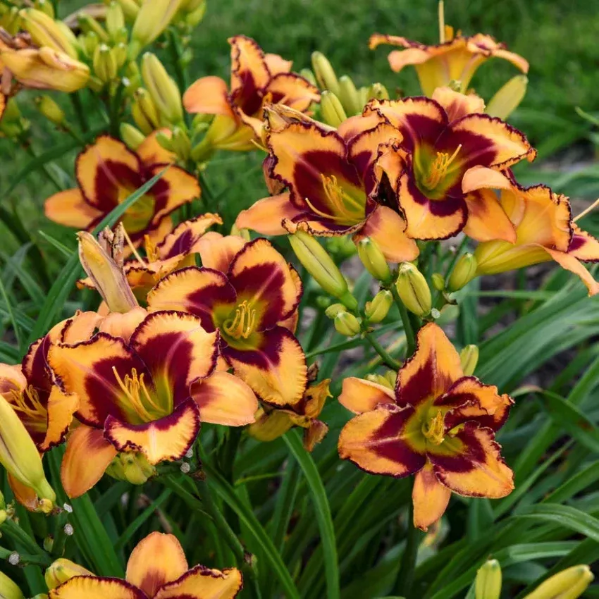 Blazing Glory Rainbow Rhythm Daylily – Brilliant Orange Rebloomer (Hemerocallis 'Blazing Glory')