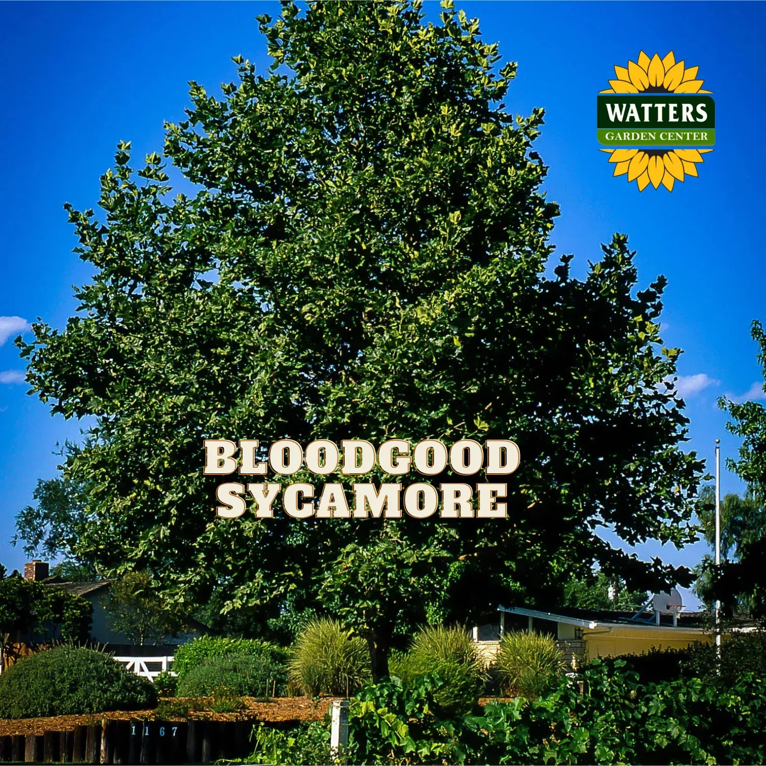 BLOODGOOD SYCAMORE TREE 15gal
