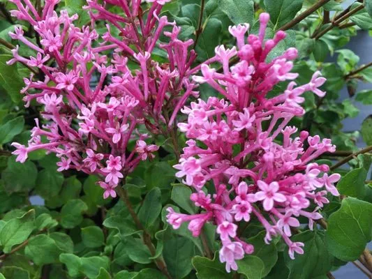 Bloomerang Dwarf Pink Reblooming Lilac