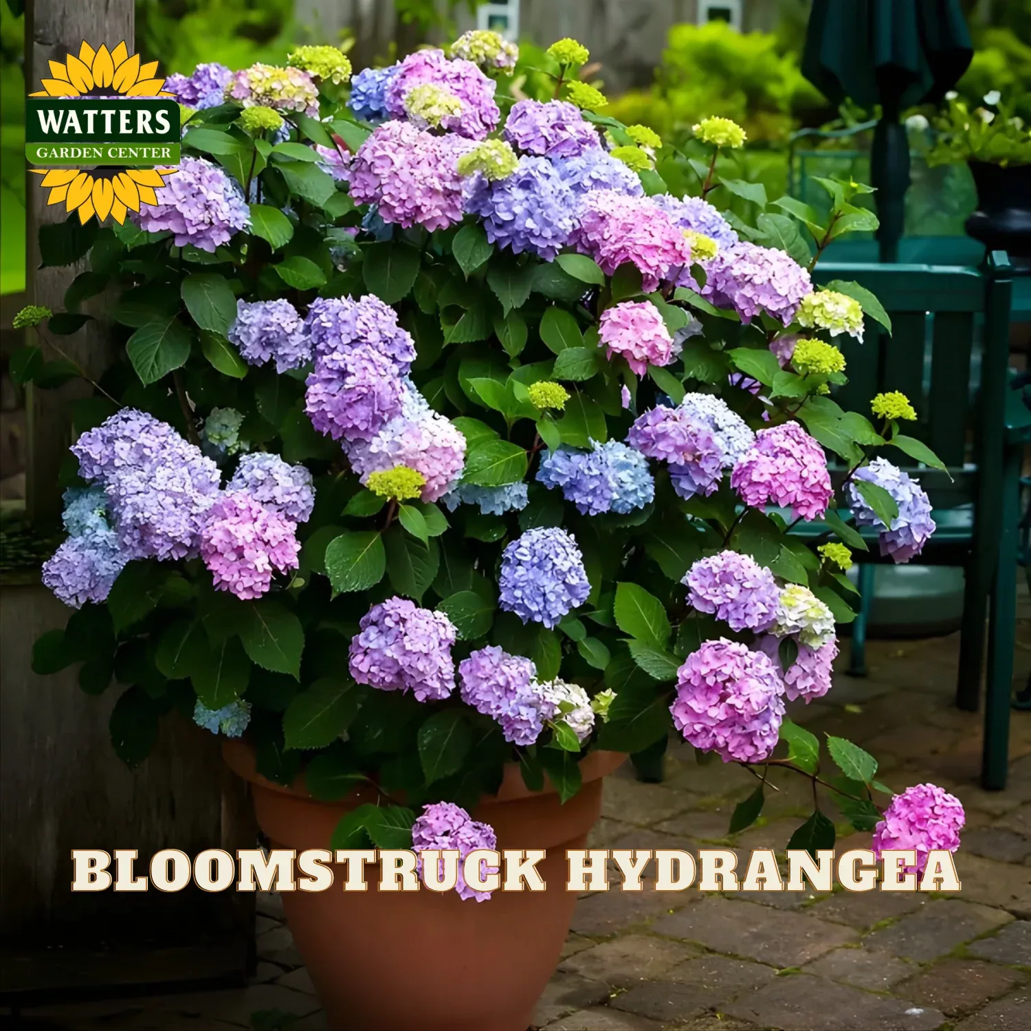 BloomStruck Hydrangea (Hydrangea macrophylla ‘Bloomstruck’) – 2 gallon