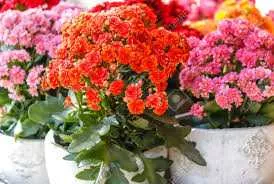 BLOSSFELD KALANCHOE 4in