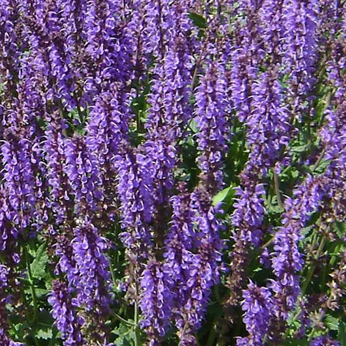 Blue by You Meadow Sage