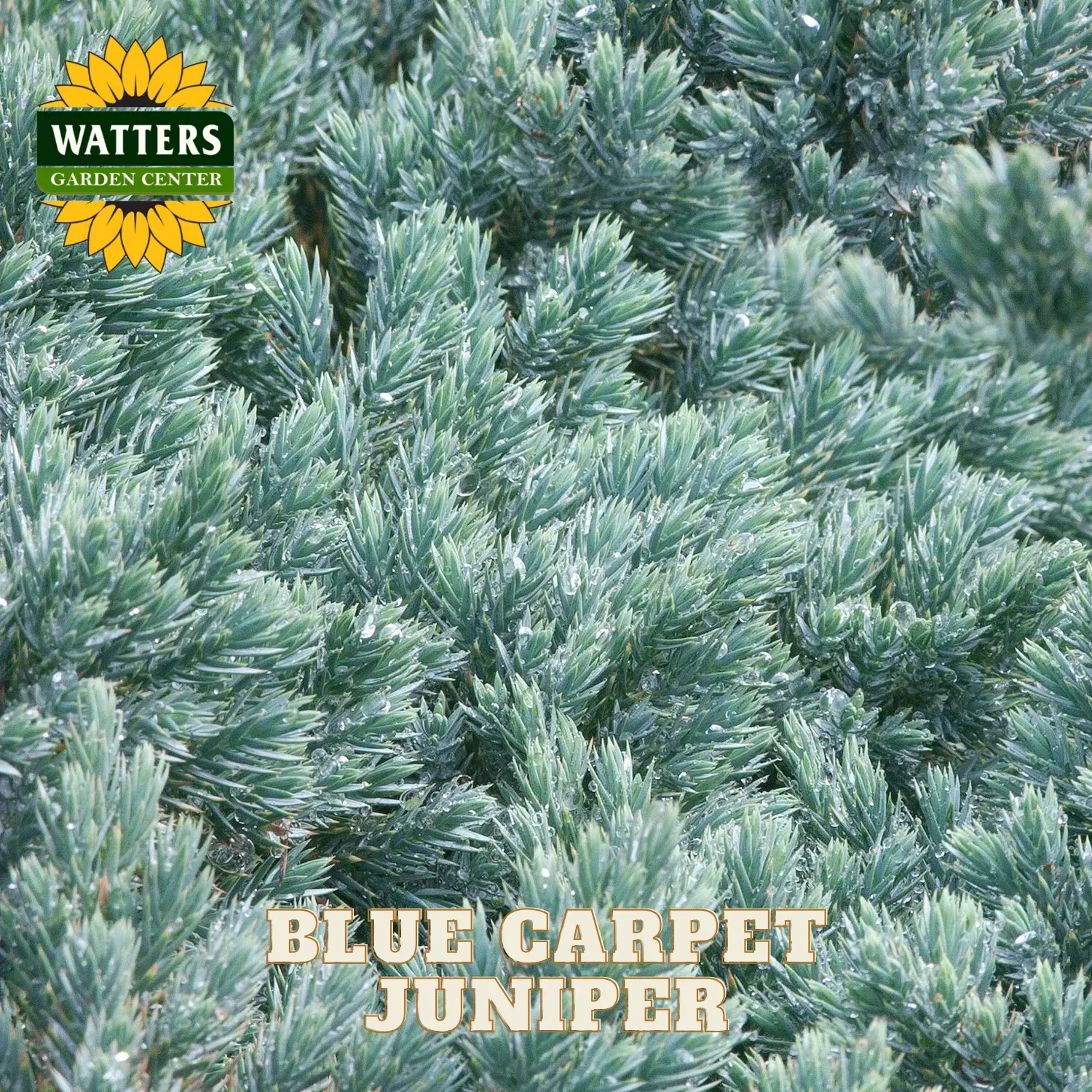 BLUE CARPET JUNIPER 1gal