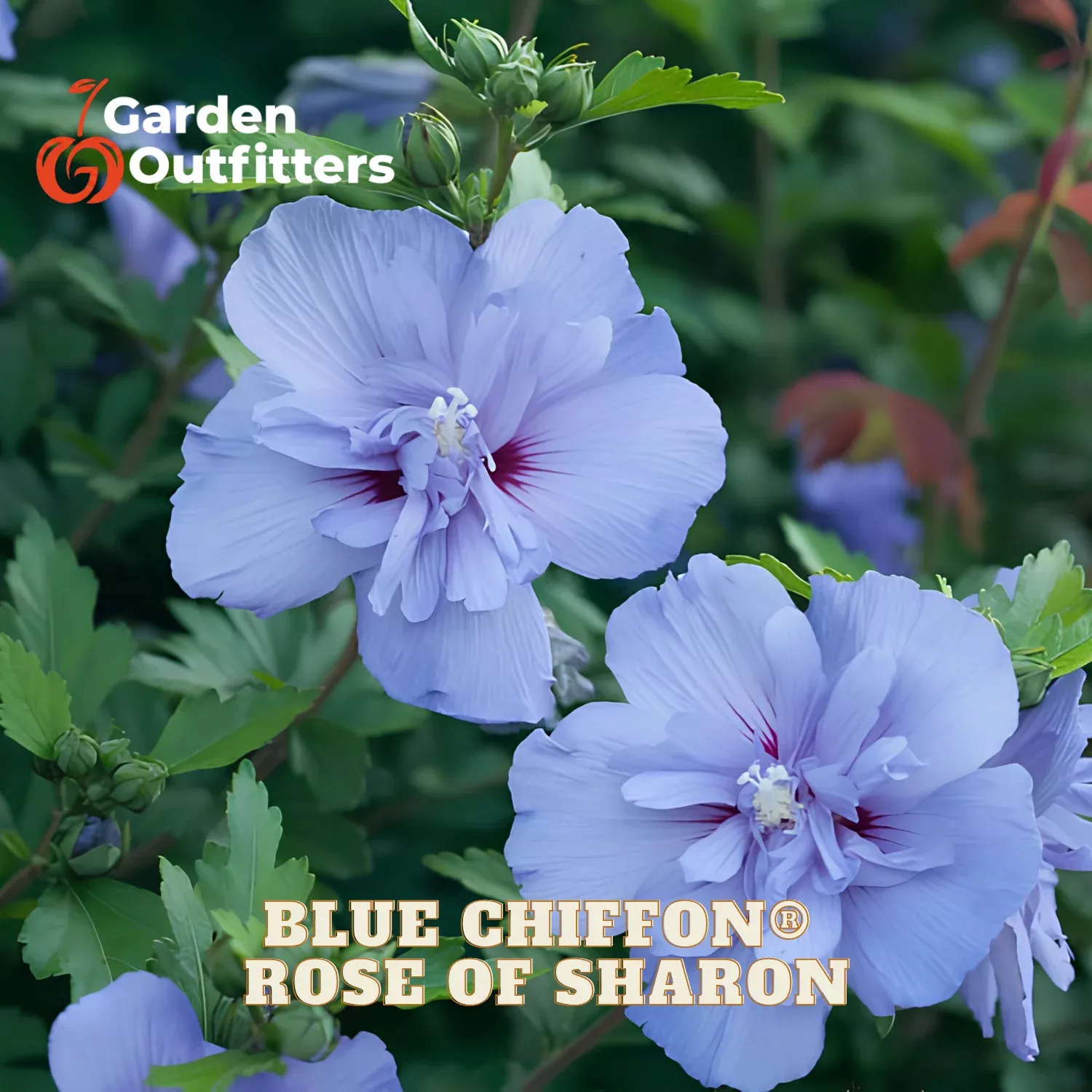 Blue Chiffon Rose of Sharon (Hibiscus syriacus ‘Notwoodthree’) – 3 gallon 18″