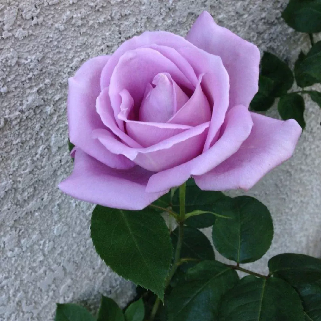 Blue Girl Hybrid Tea Rose