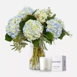 Blue Hydrangeas + Apotheke Candle
