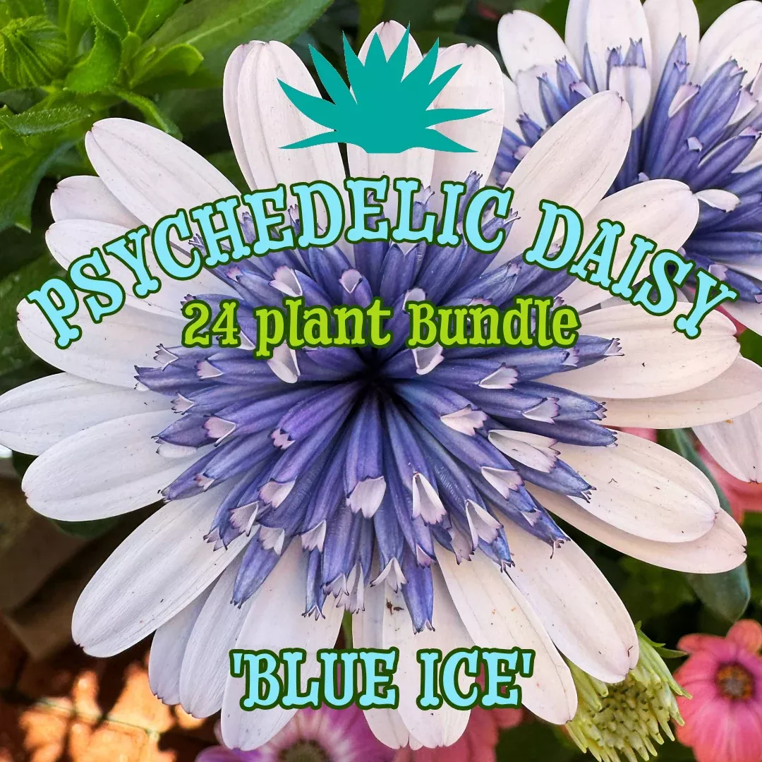 ‘Blue Ice’ Psychedelic Daisy ~ Kaleidoscope of 24 Hefty Plants for Preorder