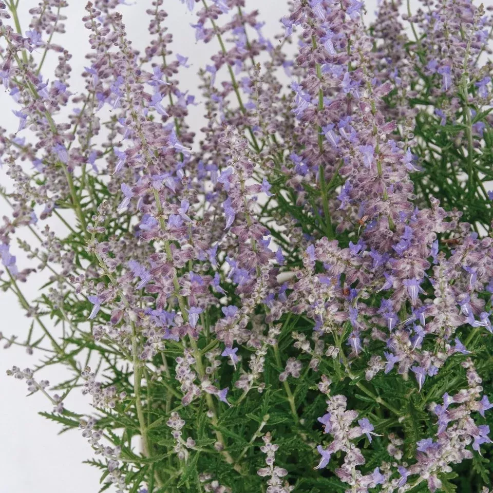 Blue Jean Baby Russian Sage