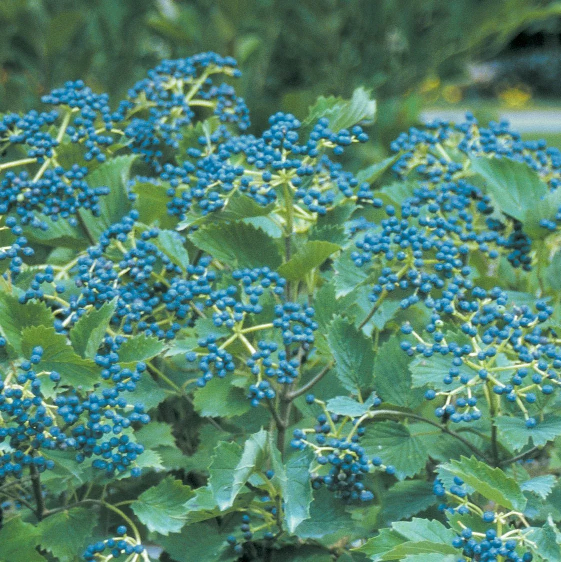 Blue Muffin Arrowwood Viburnum