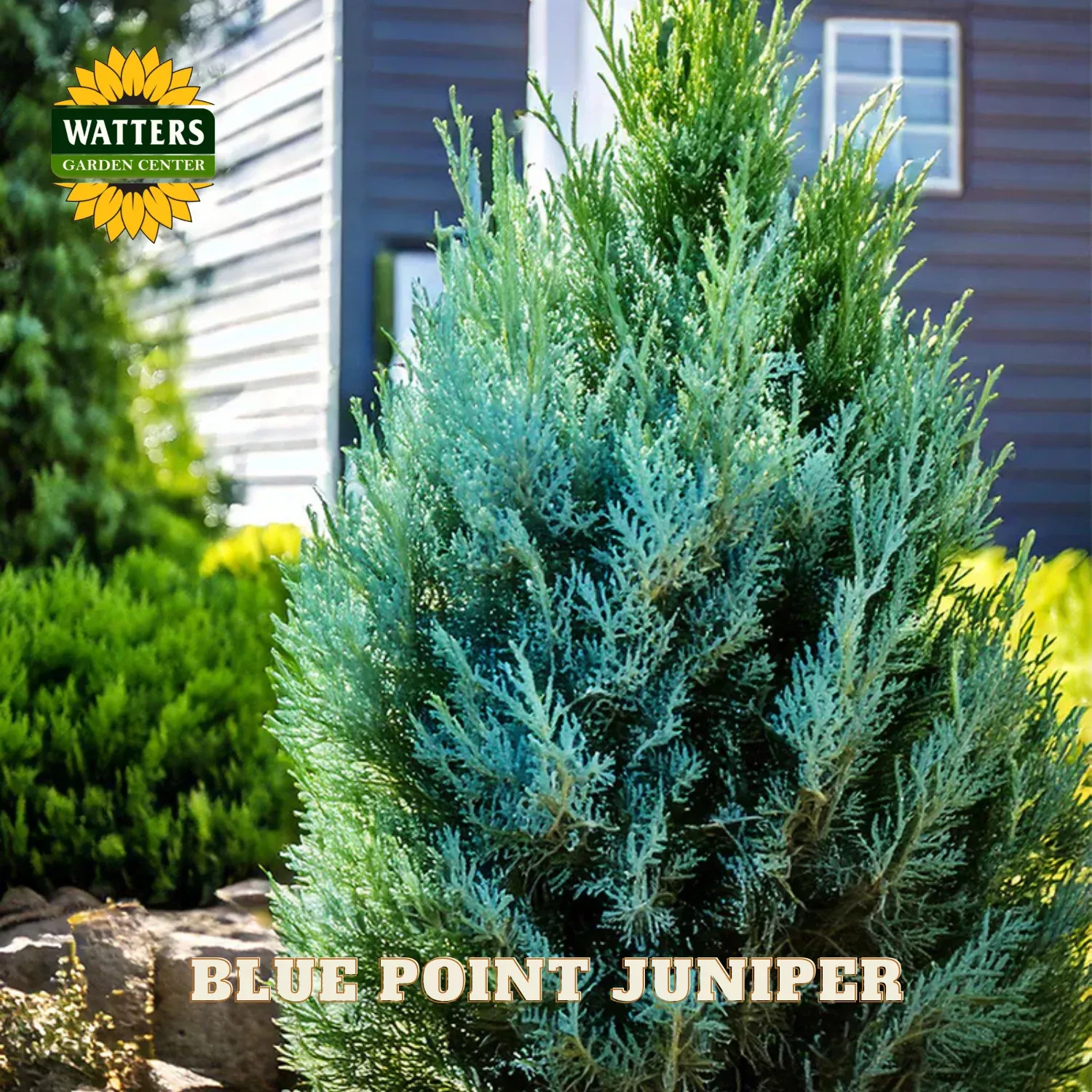 BLUE POINT JUNIPER 5gal