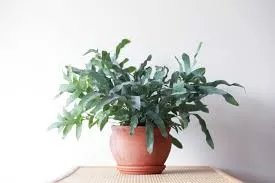 Blue star fern
