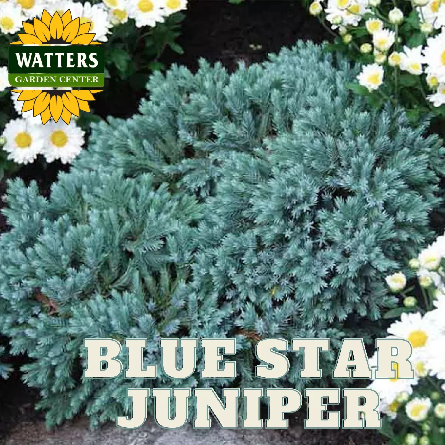 BLUE STAR JUNIPER 6GAL