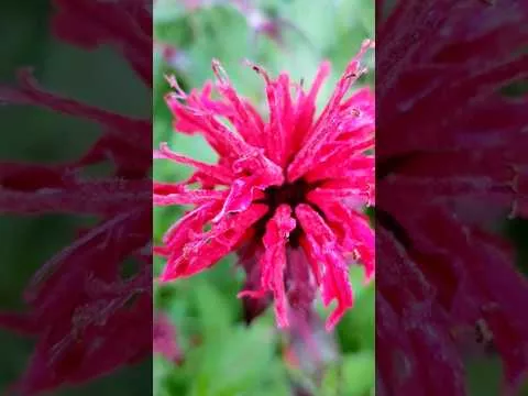 Blue Stocking Bee Balm (MONARDA D. BLUE STOCKING) - 1 gallon