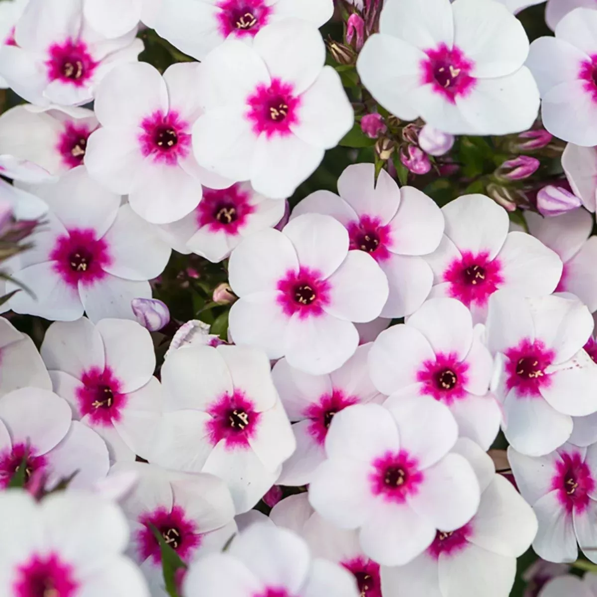 Blush Pop Garden Phlox