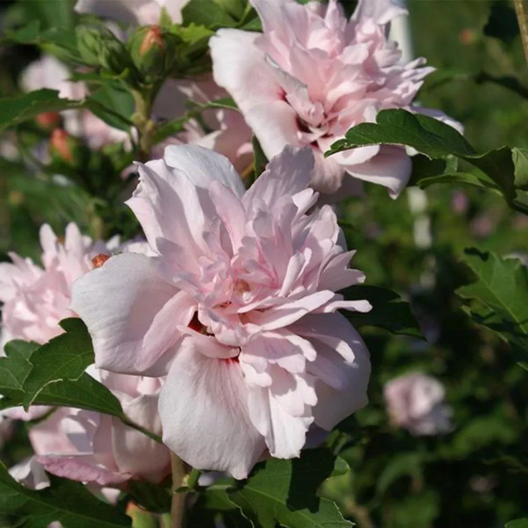 Blushing Bride Althea Tree – Soft White Rose of Sharon (Hibiscus syriacus)