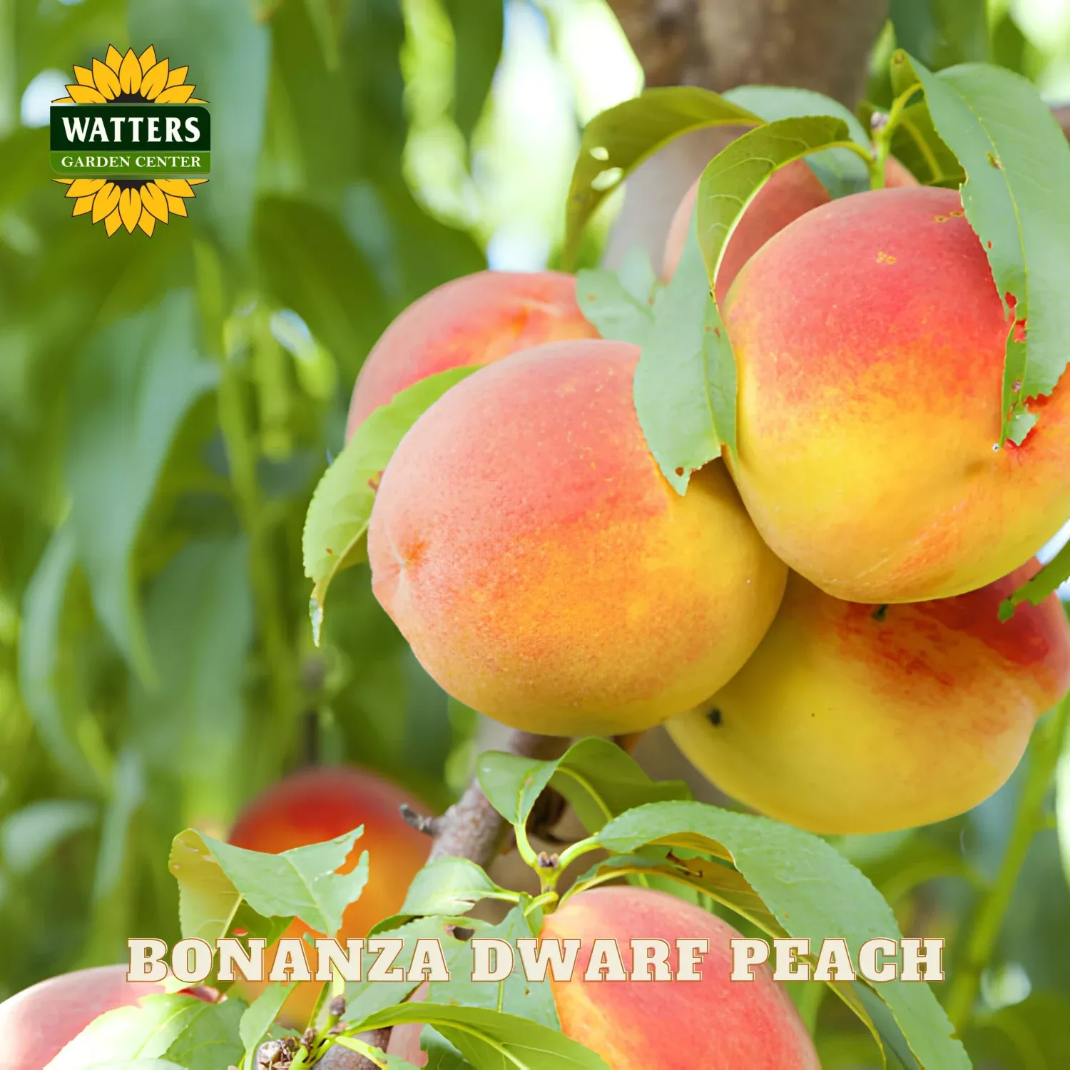 BONANZA PEACH TREE DWARF 7gal
