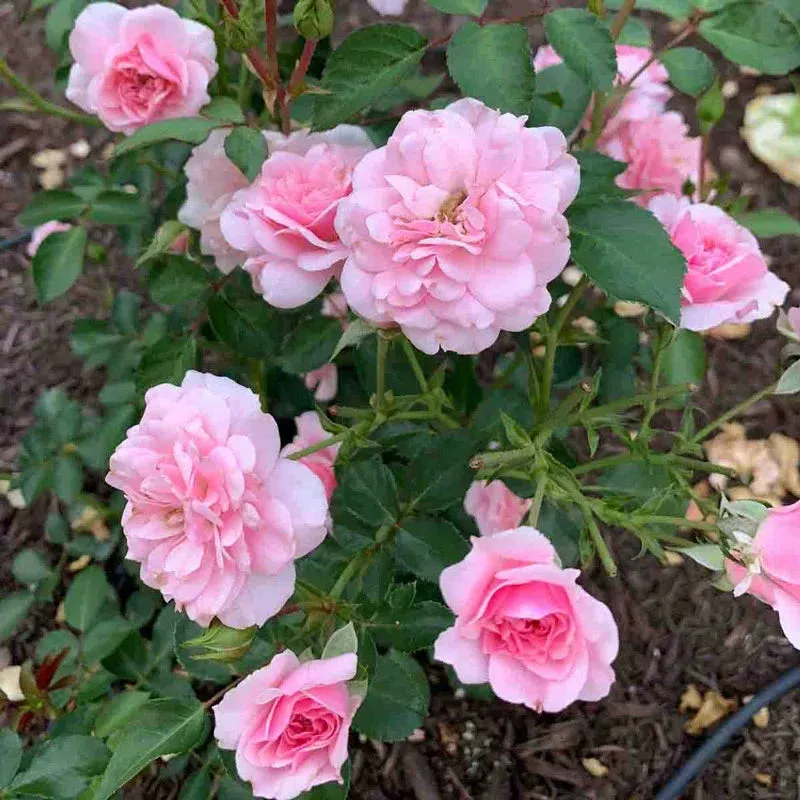 Bonica Shrub Rose