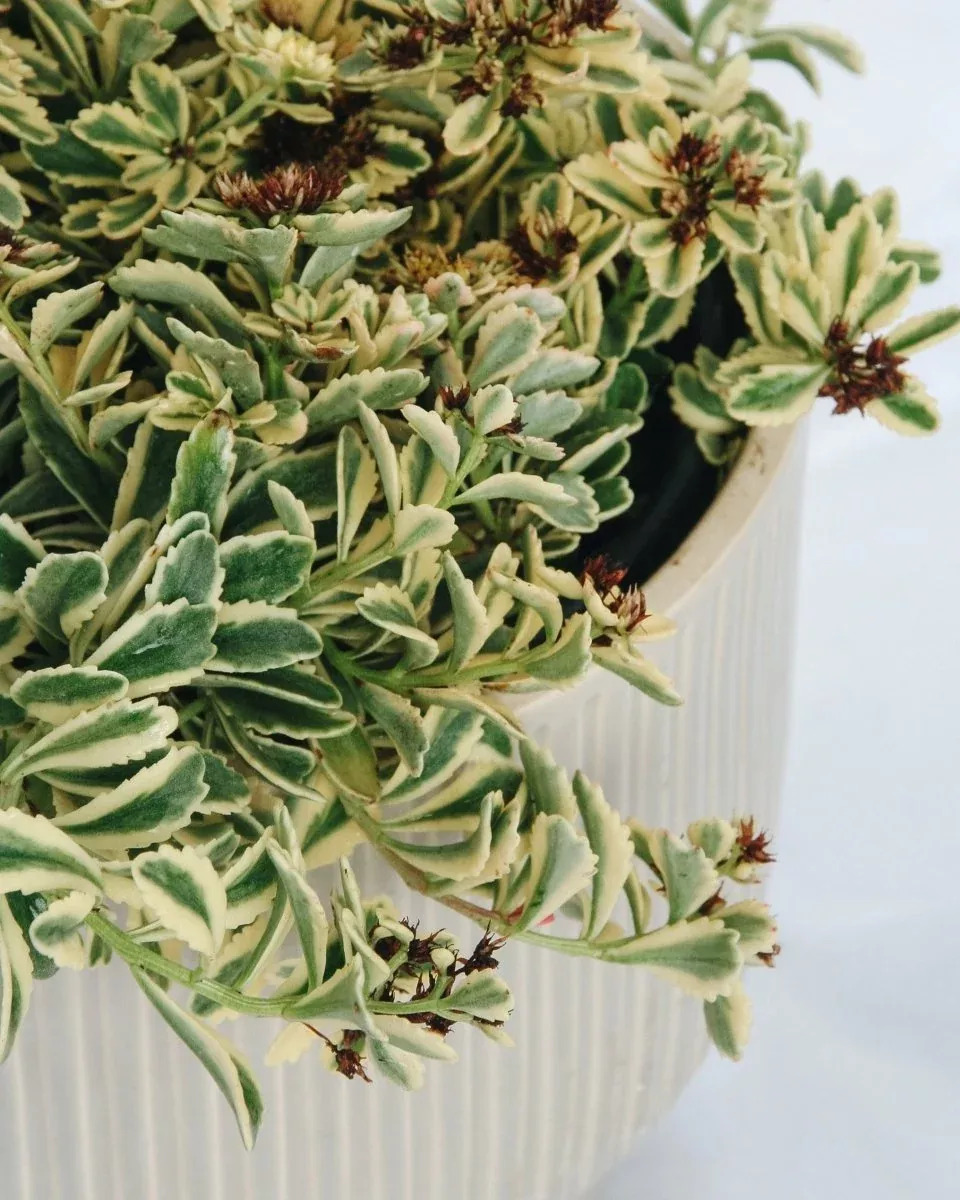 Boogie Woogie Stonecrop