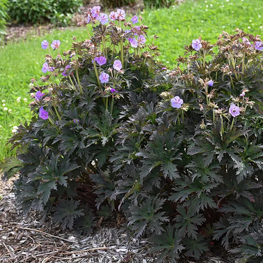 Boom Chocolatta Geranium