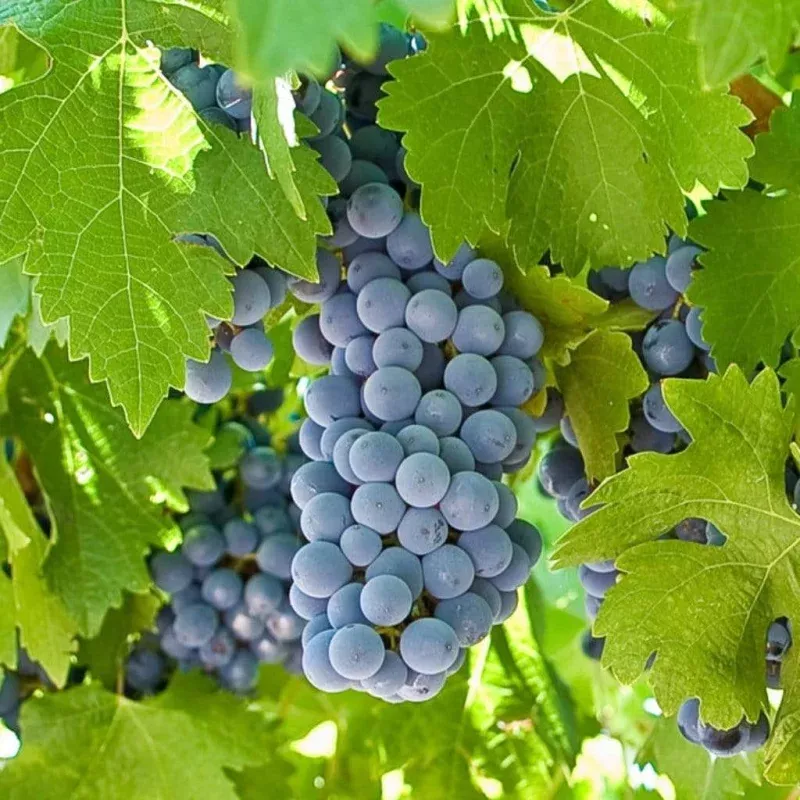 ‘Boskoop Glory’ Seedless Outdoor Grape Vine