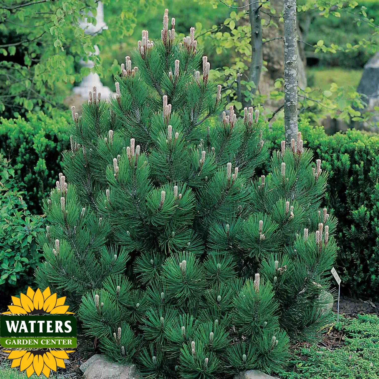BOSNIAN PINE TREE 10gal