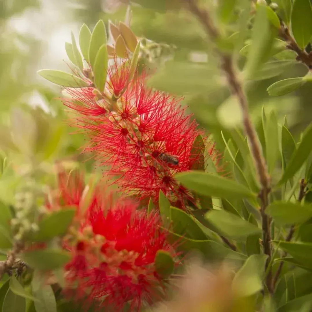 Bottle Brush Flowers Plant