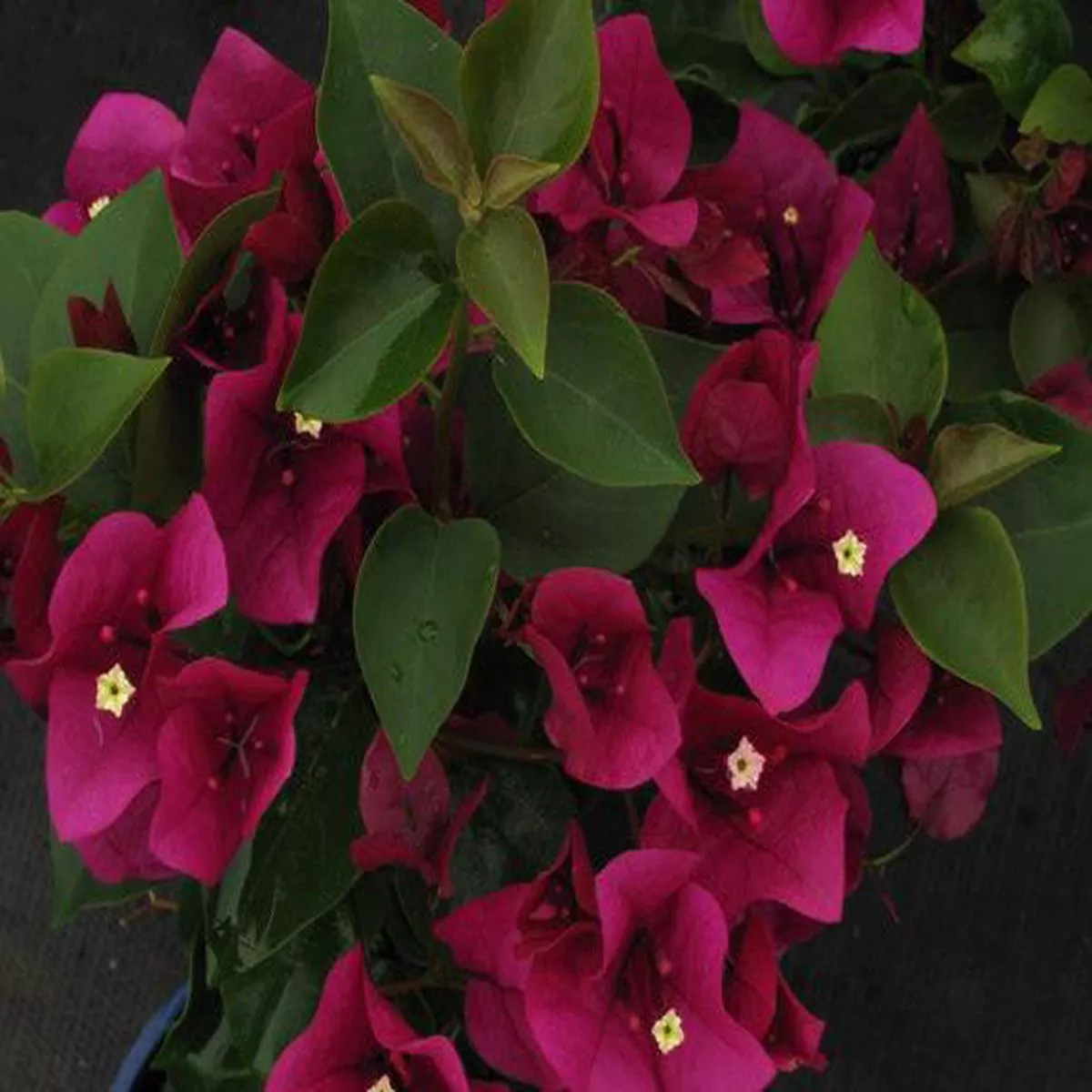 Bougainvillea Plum Crazy