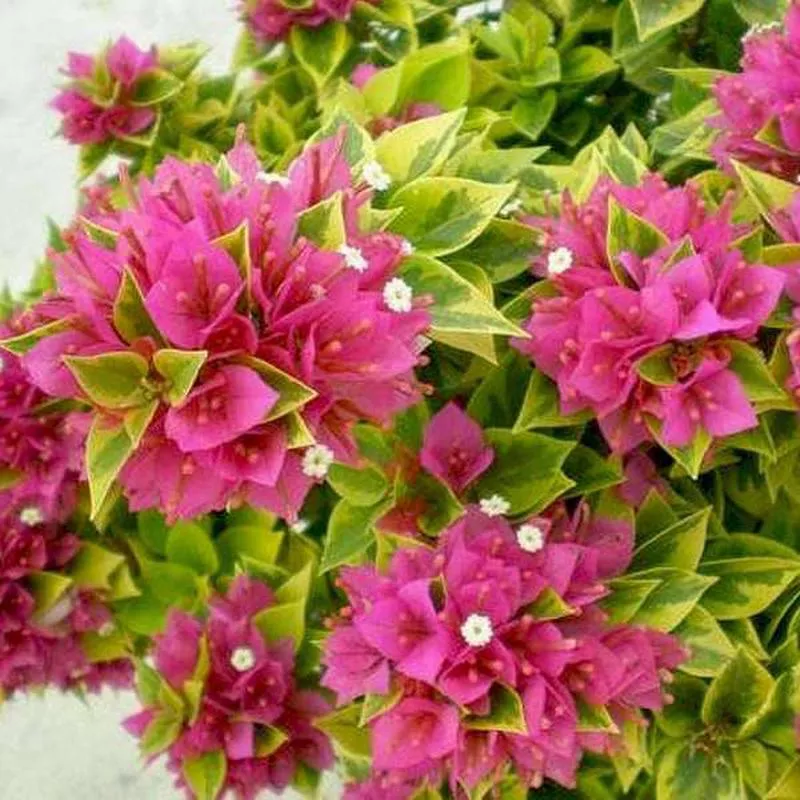 Bougainvillea Variegated (Pink) – Plant