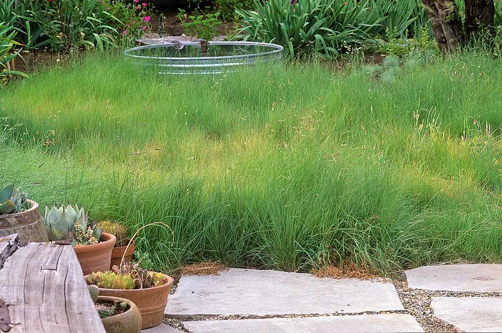 Bouteloua gracilis – Blue Grama Grass