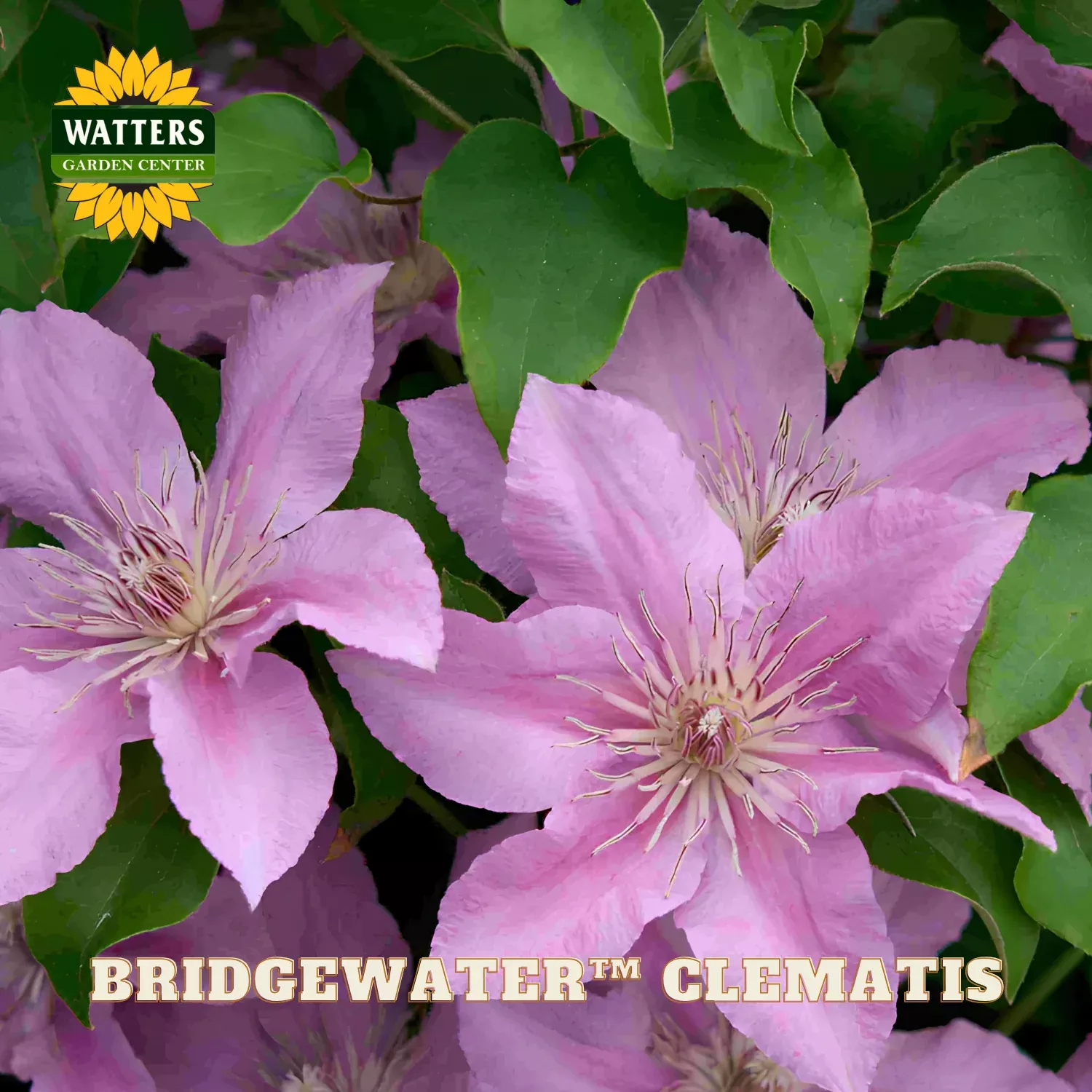 Bridgewater™ Clematis (Clematis bridgewater) – 1 gallon