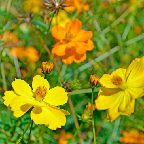 Bright Lights Cosmos Seeds - (Cosmos sulphureus)