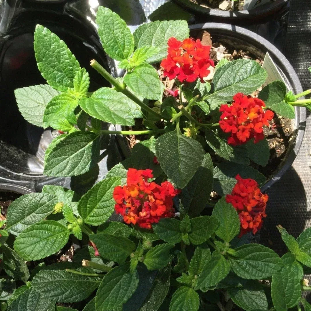Brilliant Blooms of Fiery Red,