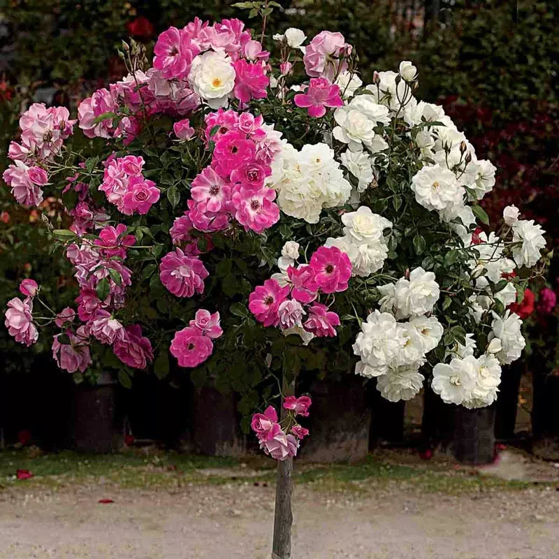 Brilliant Pink Iceberg & Iceberg 2 In 1 Tree Rose