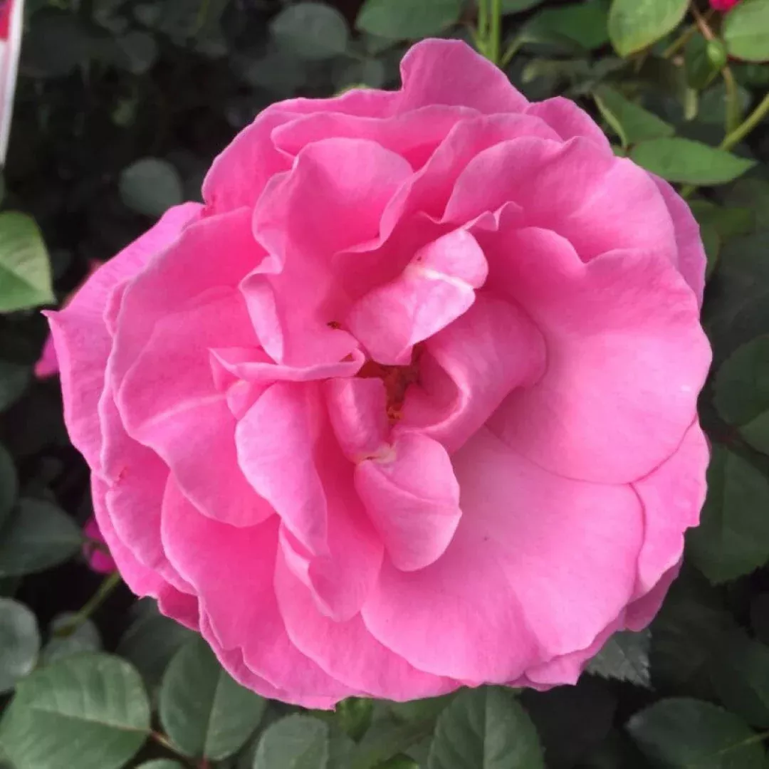 Brindabella First Lady Rose – Fragrant Lavender-Pink Reblooming Shrub (Rosa)