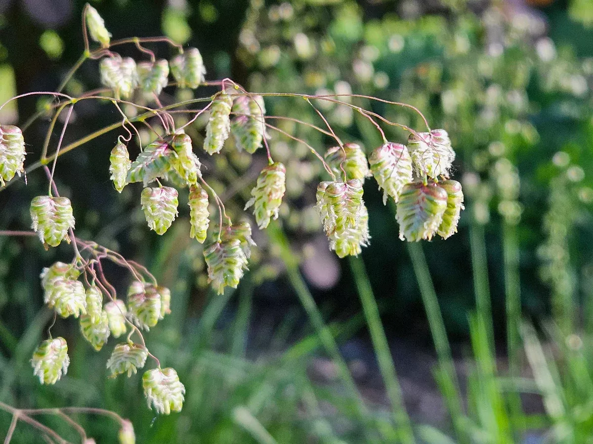 Briza media ‘Limouzi’ | quaking grass