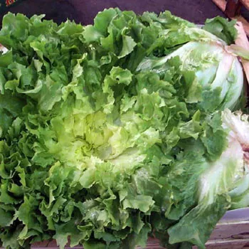Broadleaf Batavian Endive Seeds - (Cichorium endivia)