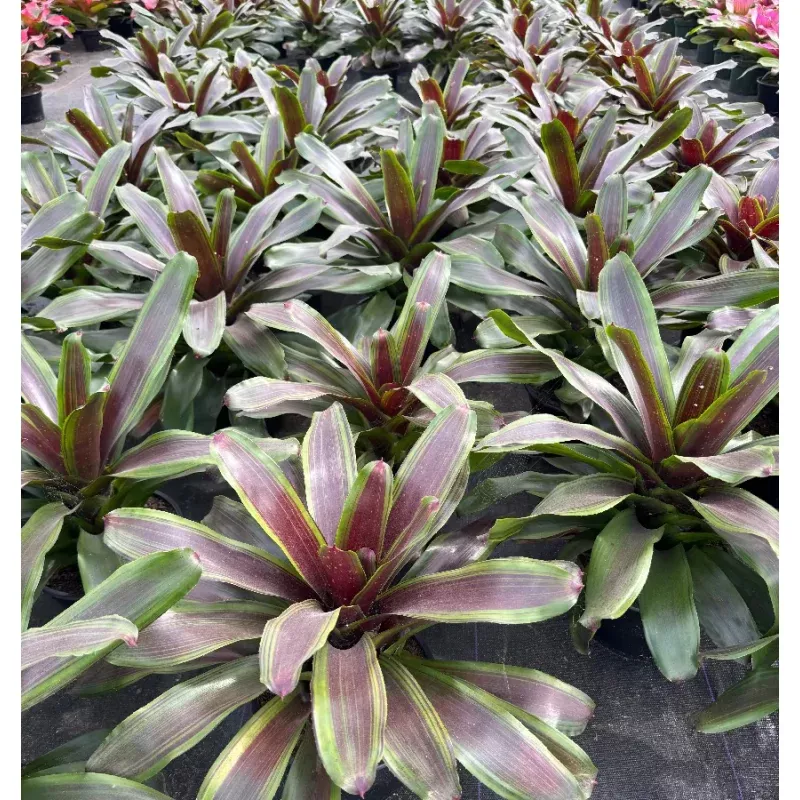 Bromeliad Neoregelia Namaskar