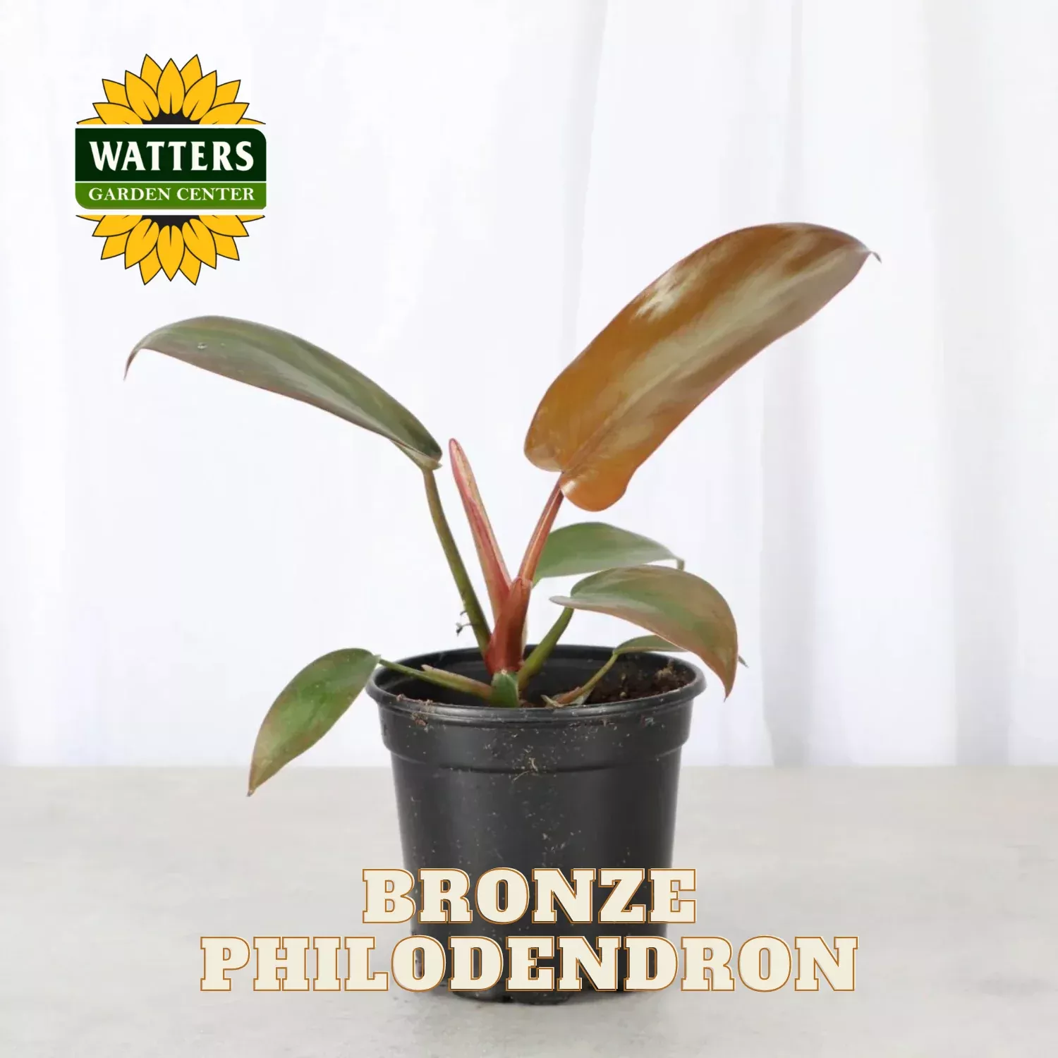 BRONZE PHILODENDRON 4in